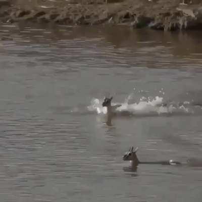 🔥 Gazelle tries to out swim croc