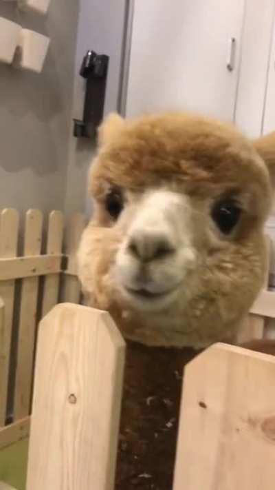 (OC)This is my first time seeing an alpaca