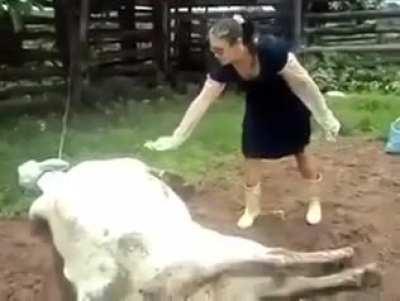 HMFT after I take one to the face from a sleeping cow