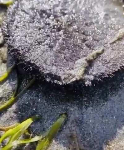 Have you ever seen a living sand dollar?