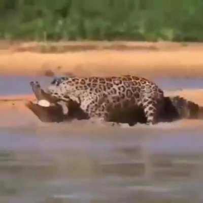 Jaguar Attacks Cayman