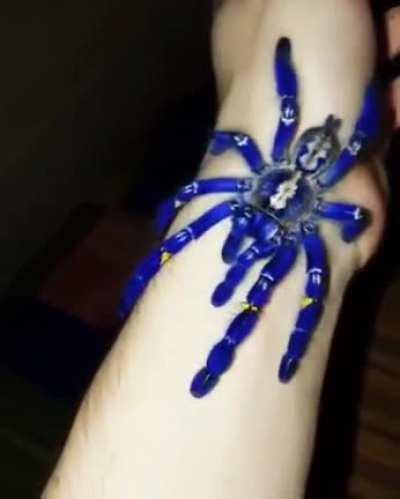 Cobalt Blue Tarantula