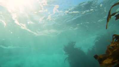 Laguna Beach, below the waves and kelp. 