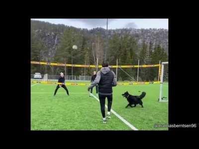 dog knows how to play volleyball