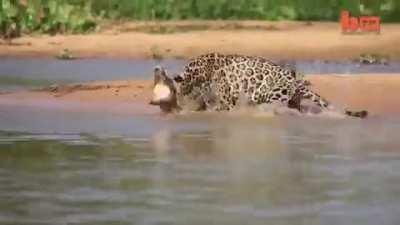 Leopard stunts a water predator by hunting... from the water