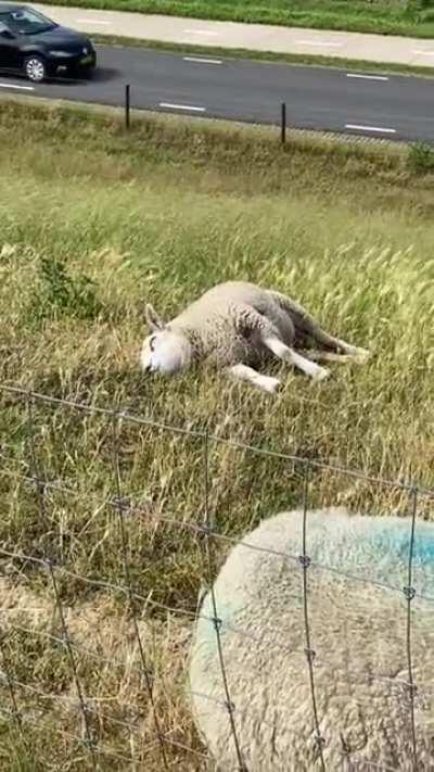 Oh to be a sheep lazily nibbling grass on a hill