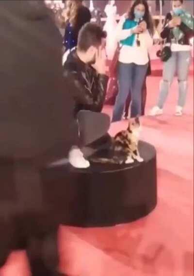 A kitten storms the red carpet at the Cairo Film Festival