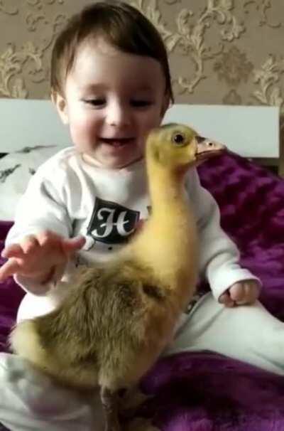 The baby gently touching a gosling