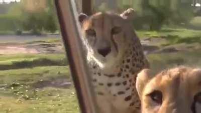 Cheetahs Meowing Like House Cats 😭