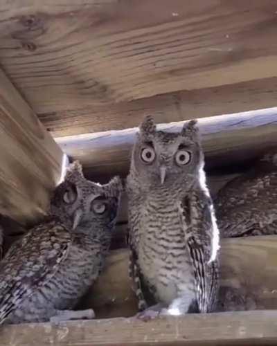 Found these cute owls in my barn