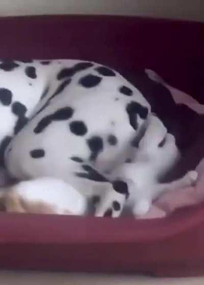 Kitten shares bed with dog