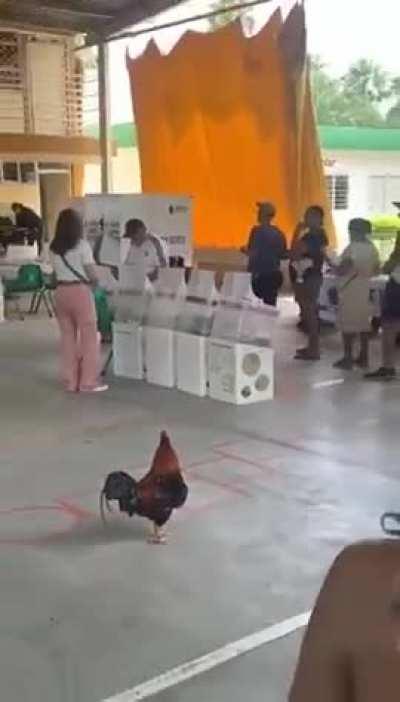 Aparece un gallo en una casilla en Apodaca 