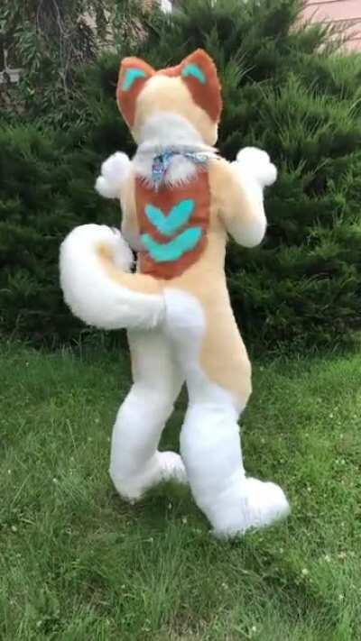 My First Fursuit Friday! Have some happy shiba tail wags!