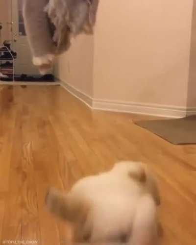 Pupper tries to jump