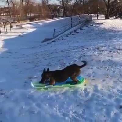 Downhill doggo