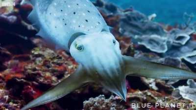 A Cuttlefish hypnotizing its prey by rapidly changing colors.