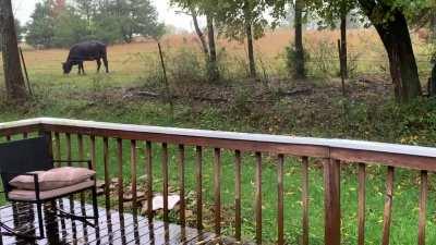 Just cows in the rain