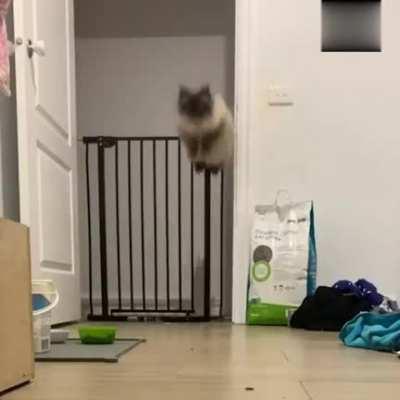 This cat's jumping style is the best