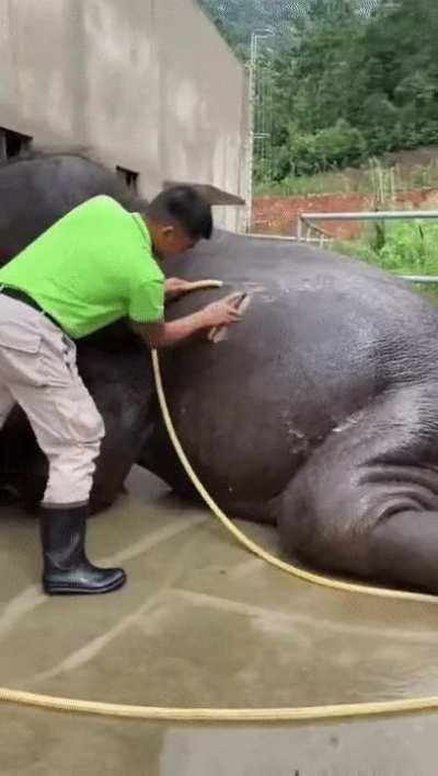 Spa day for Ethel the Elephant