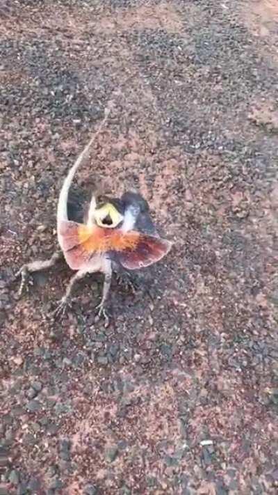 An Aussie manages to keep a lizard in frame, taunting it all the way