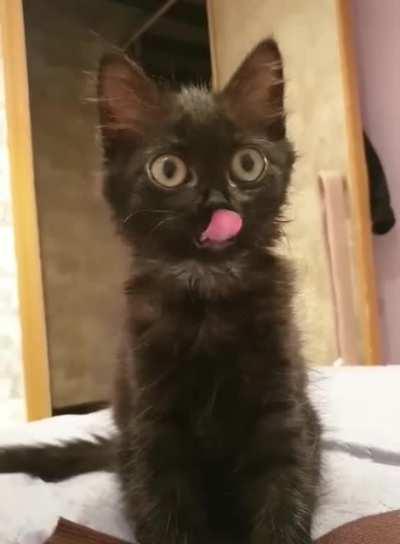 Hi, I'm a cat, mlem