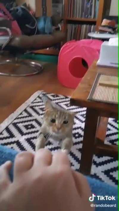 Cat dodges table with its ear