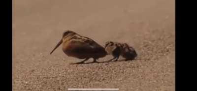 Birds survive massive sandstorm