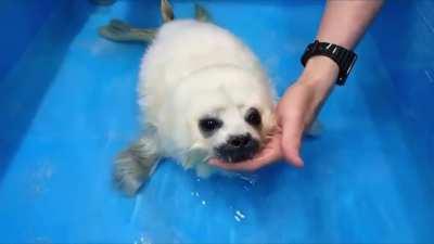 rescued baby seal's first swim lesson