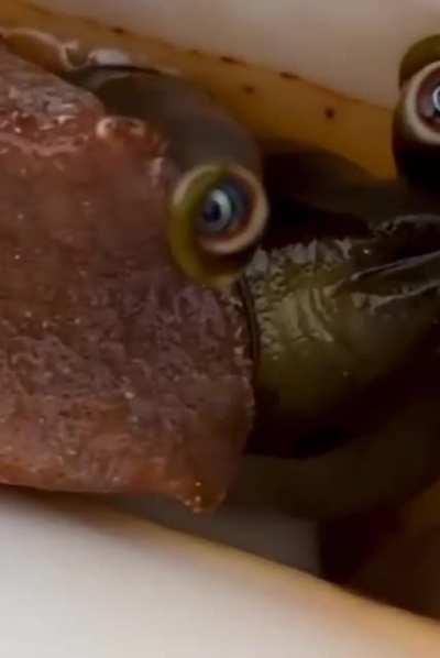 The snail is looking into your soul