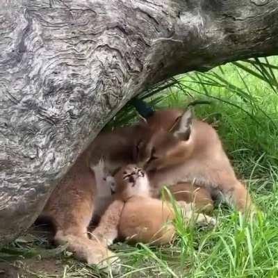 Yawning, it’s contagious; even in the animal kingdom