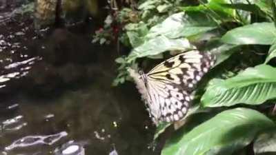 Butterfly in slow motion