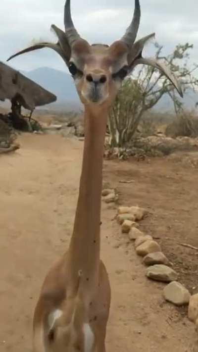 🔥 This gerenuk is very happy with you. I wonder why?