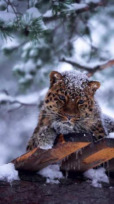 Stunning capture of a leopard by Norway photographer: Sondre Eriksen