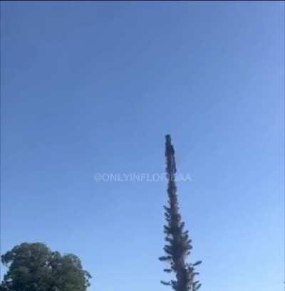 Guy holds onto tree for dear life after taking a chainsaw to the top