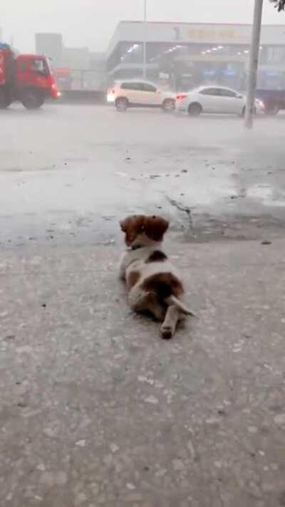 Pupper just chillin' watching the rain drops