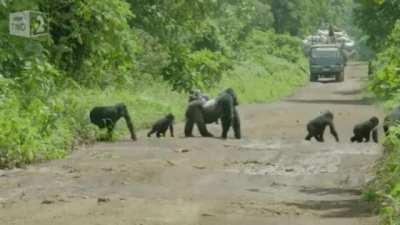 🔥 Silverback gorilla blocking traffic while his family crosses the road