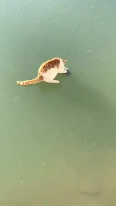 Cat gets easily entertained by a frozen fish