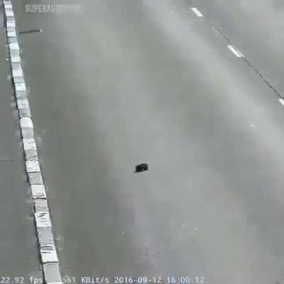 Confused puppy gets saved from fast moving traffic