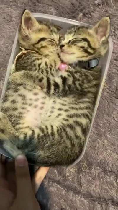 Kittens napping in food container