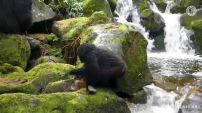 A family of Gorillas crossing a river, one by one. Their body structure makes them virtually unable to swim, so they need to be extra careful