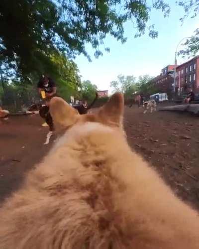 I put a camera on my corgi at the dog park...