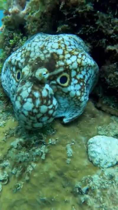 Incredible footage of a Octopus imitating a moray eel 