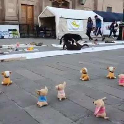 People in Mexico placed toys for stray dogs who have never had one.