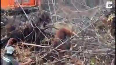 An orangutan tries to fight off a loggers destroying his forest...