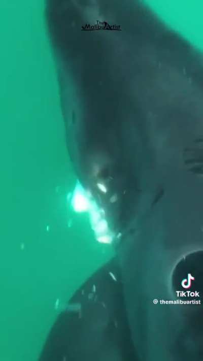 sharks