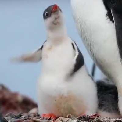 New born penguin