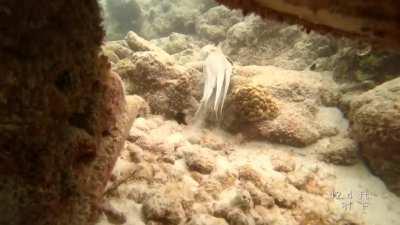 First octopus encounter in the wild. Still blown away by the color changes and ability to just vanish. Taken during a shore dive in Curaçao.