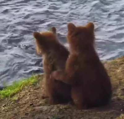 Bear cubs cuddling ₊˚⊹♡