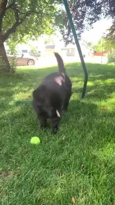 Cute little dog playing with butterflies🥺🥺🥺