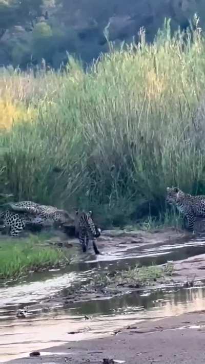 Honey Badger fights off three leopards and walks away.